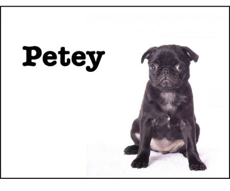Petey is Jack's dog